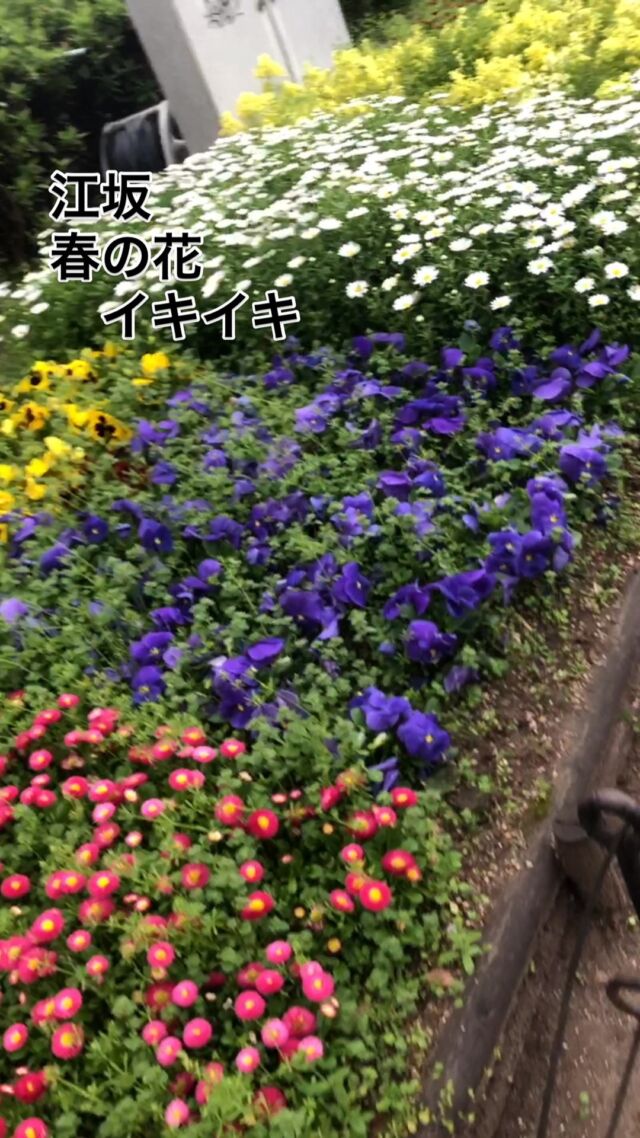 久しぶりに、江坂町に
公園の花たちが、今を盛んに
春を告げています‼️

#春の花 
#パリスタイル 
#フラワーアレンジメント 
#インスタ映え 
#プライベートサロン大阪 
# マリンダブーケ
# 御堂筋線東三国、徒歩6分